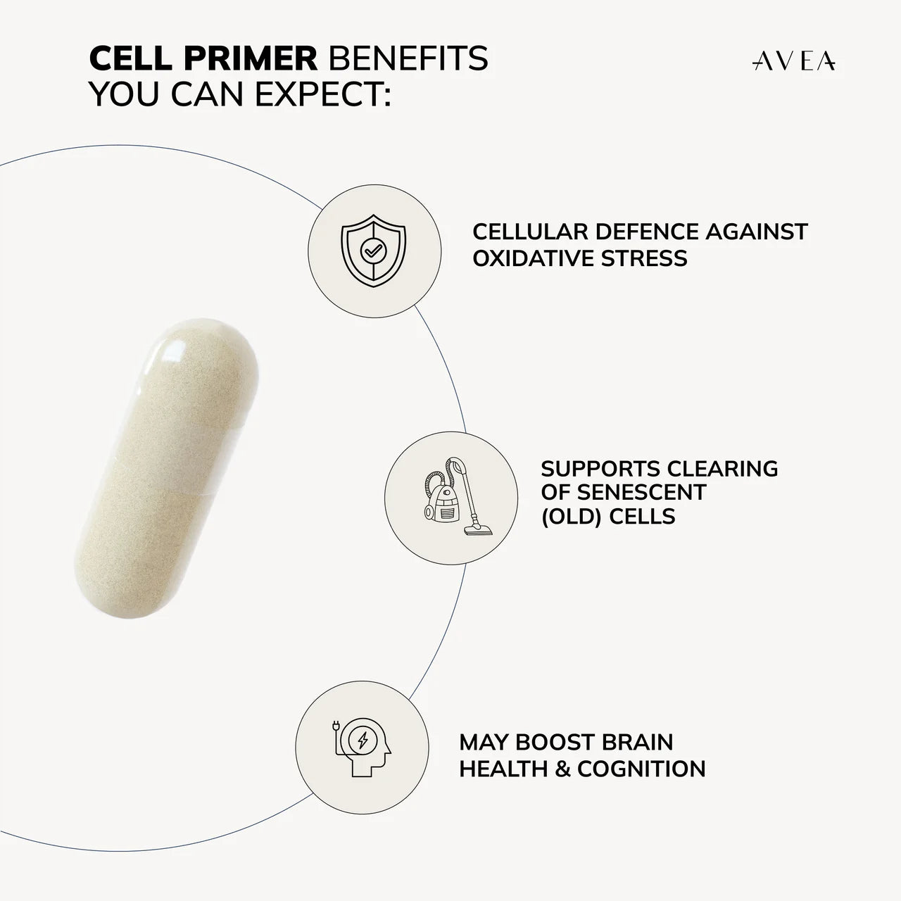 Cell Primer -Spermidin